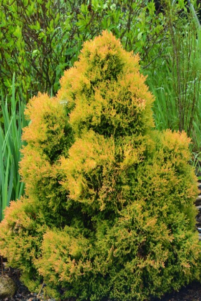 Туя Рейнголд зі змінним кольором хвої протягом року.